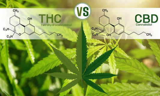 THC Patches vs. CBD Patches: Why More Athletes and Professionals Choose CBD — Hygge sign on a window | Purity Hemp Naturals